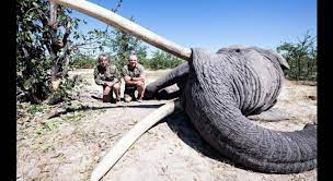 Ucciso l’elefante più grande del Botswana. La rabbia dell’ex presidente: «Era un tesoro turistico»