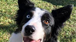 Shiva, border collie di 9 anni conquista l’edizione 2022 del premio Fedeltà del Cane di Camogli