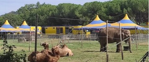 “Fermate il circo con gli animali” Sabato presidio delle associazioni