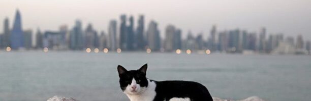 Ecco perché in Qatar i cani saranno in inferiorità numerica rispetto ai gatti anche dopo i Mondiali