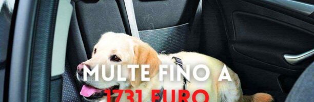 Trasporto animali in auto, attento a cosa fai rischi multe fino a €1731