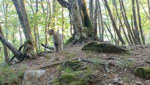 Nei castagneti abbandonati dell’Appennino ho scoperto (e fotografato) il gatto selvatico”