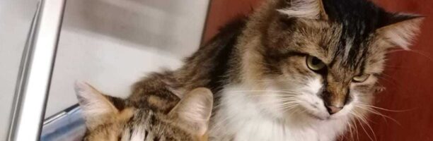 “Non vado nella casa degli anziani senza i miei gatti”. E a Sorbolo apre un piccolo rifugio felino