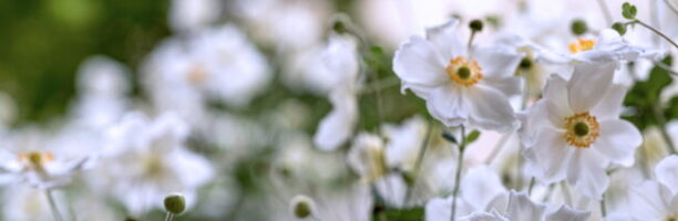 Il profumo che salva i fiori dall’estinzione