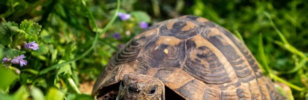 Il risveglio dal letargo delle tartarughe di terra