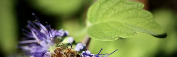 Salviamo api e agricoltori, impegno per la biodiversità