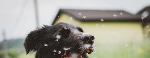 Sanità, rivoluzione nell’assistenza ai più fragili: “sì” al censimento degli animali d’affezione