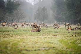 WWF, Operazione Cervo Italico: torna in natura il signore dei boschi