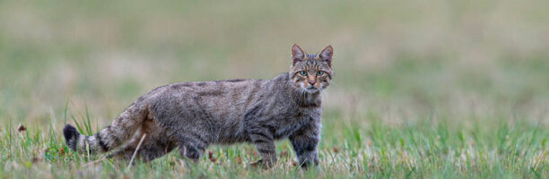 In Nuova Zelanda annullata la ‘caccia al gatto’ per bambini