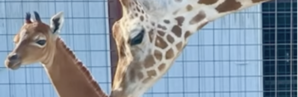 In uno zoo del Tennessee è nata una giraffa “a tinta unita”