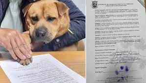 Boris, il cane rimasto “orfano” viene assunto dal Comune per fare la guardia al patrimonio e confortare consiglieri e dipendenti