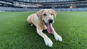 Tucker, il cane destinato alla soppressione diventa la mascotte della squadra di baseball dei Seattle Mariners