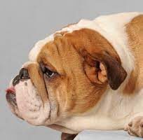 Il Brasile discute sul divieto dei cani brachicefali: a rischio Carlini, Bulldog e Shih-tzu “soffrono troppo”