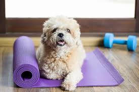 Cinque cuccioli in palestra, ecco il puppy yoga: ‘Mezz’ora di pura felicità’