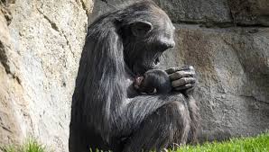 Da tre mesi Natalia non si separa dal cucciolo morto, ecco che cosa è il “lutto degli scimpanzé”