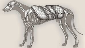 Scoperta la storia di Huachen, il cane del XVII secolo utilizzato come animale da soma in Patagonia