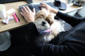 Cani in ufficio, un antistress naturale che migliora la produttività (e fa felici i lavoratori)