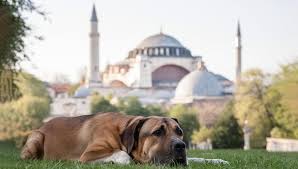 Turchia, il Parlamento approva la contestata legge sui cani randagi. Gli animalisti: “Sarà una strage”