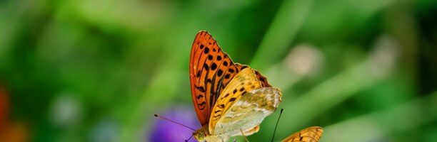 Il Parlamento Europeo approva la legge per il ripristino della natura