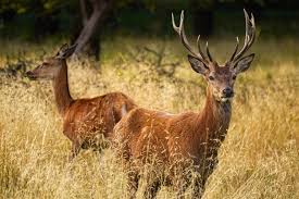 Dalla Namibia all’Abruzzo, la mattanza di animali selvatici ci dimostra quanto siamo incapaci